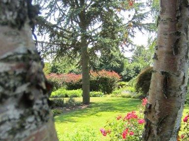 Bomen in de tuin